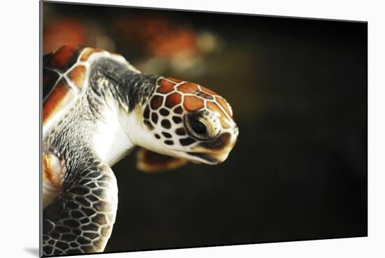 Tanzania, Zanzibar, Nungwi, Mnarani Aquarium, Flying Turtles-Anthony Asael-Mounted Photographic Print