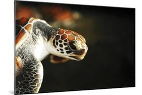 Tanzania, Zanzibar, Nungwi, Mnarani Aquarium, Flying Turtles-Anthony Asael-Mounted Photographic Print