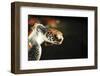 Tanzania, Zanzibar, Nungwi, Mnarani Aquarium, Flying Turtles-Anthony Asael-Framed Photographic Print