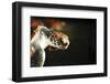 Tanzania, Zanzibar, Nungwi, Mnarani Aquarium, Flying Turtles-Anthony Asael-Framed Photographic Print