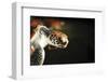 Tanzania, Zanzibar, Nungwi, Mnarani Aquarium, Flying Turtles-Anthony Asael-Framed Photographic Print