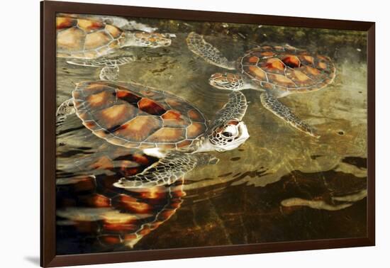 Tanzania, Zanzibar, Nungwi, Mnarani Aquarium, Swimming Turtles-Anthony Asael-Framed Photographic Print