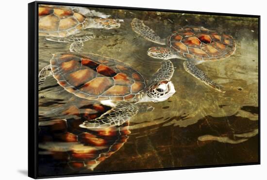 Tanzania, Zanzibar, Nungwi, Mnarani Aquarium, Swimming Turtles-Anthony Asael-Framed Stretched Canvas