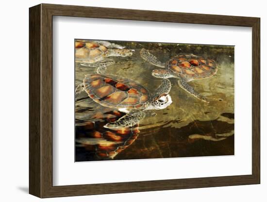 Tanzania, Zanzibar, Nungwi, Mnarani Aquarium, Swimming Turtles-Anthony Asael-Framed Photographic Print