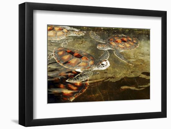 Tanzania, Zanzibar, Nungwi, Mnarani Aquarium, Swimming Turtles-Anthony Asael-Framed Photographic Print