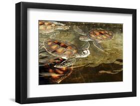 Tanzania, Zanzibar, Nungwi, Mnarani Aquarium, Swimming Turtles-Anthony Asael-Framed Photographic Print