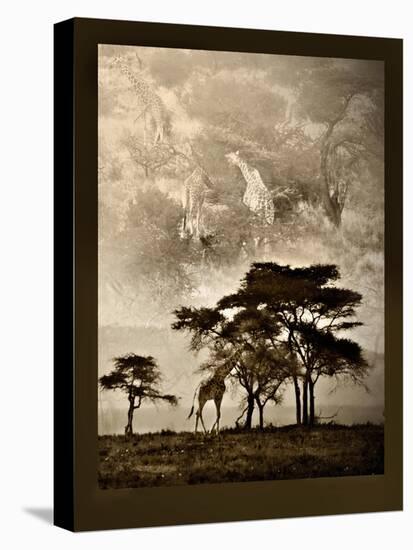 Tanzanian Landscape-Bobbie Goodrich-Stretched Canvas