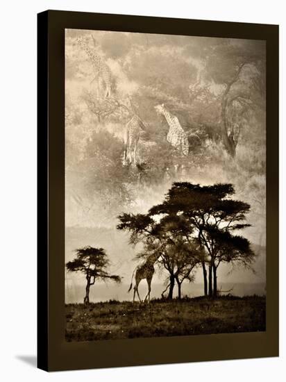 Tanzanian Landscape-Bobbie Goodrich-Stretched Canvas
