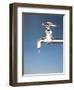 Tap with Drop-null-Framed Photographic Print