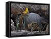 Tapejara Wellnhoferi Pterosaurs Seek Shelter Inside a Cave from a Rain Storm-null-Framed Stretched Canvas