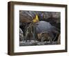 Tapejara Wellnhoferi Pterosaurs Seek Shelter Inside a Cave from a Rain Storm-null-Framed Art Print