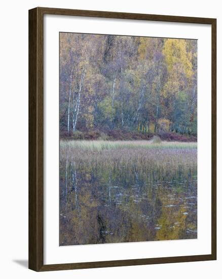 Tapestry-Doug Chinnery-Framed Photographic Print