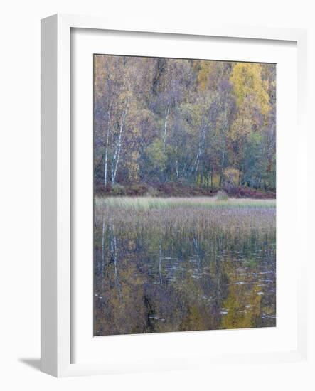 Tapestry-Doug Chinnery-Framed Photographic Print