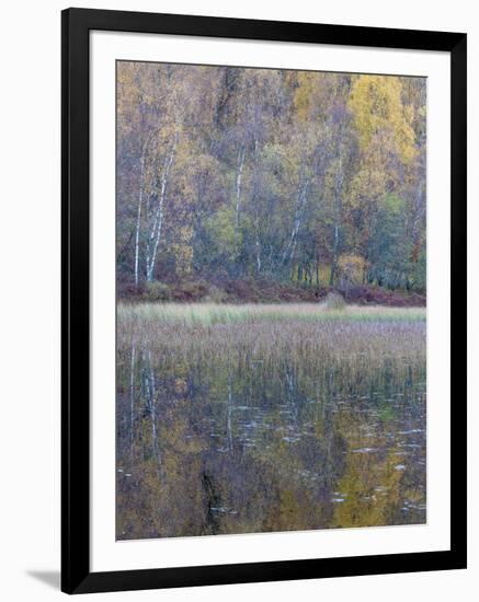 Tapestry-Doug Chinnery-Framed Photographic Print