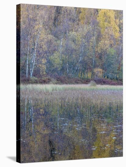 Tapestry-Doug Chinnery-Stretched Canvas