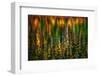 Tapestry-Ursula Abresch-Framed Photographic Print