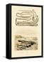 Tapeworm, 1833-39-null-Framed Stretched Canvas