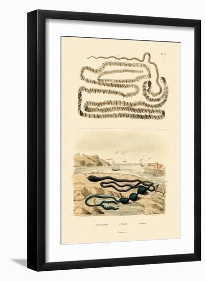 Tapeworm, 1833-39-null-Framed Giclee Print