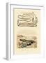 Tapeworm, 1833-39-null-Framed Giclee Print