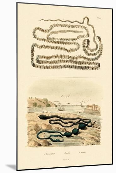 Tapeworm, 1833-39-null-Mounted Giclee Print