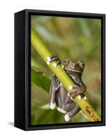 Tapichalaca Tree Frog, Tapichalaca Biological Reserve, Zamora-Chinchipe, Ecuador-Pete Oxford-Framed Stretched Canvas