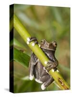 Tapichalaca Tree Frog, Tapichalaca Biological Reserve, Zamora-Chinchipe, Ecuador-Pete Oxford-Stretched Canvas