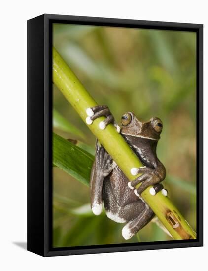 Tapichalaca Tree Frog, Tapichalaca Biological Reserve, Zamora-Chinchipe, Ecuador-Pete Oxford-Framed Stretched Canvas