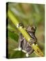 Tapichalaca Tree Frog, Tapichalaca Biological Reserve, Zamora-Chinchipe, Ecuador-Pete Oxford-Stretched Canvas