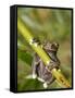Tapichalaca Tree Frog, Tapichalaca Biological Reserve, Zamora-Chinchipe, Ecuador-Pete Oxford-Framed Stretched Canvas