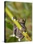 Tapichalaca Tree Frog, Tapichalaca Biological Reserve, Zamora-Chinchipe, Ecuador-Pete Oxford-Stretched Canvas