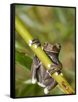 Tapichalaca Tree Frog, Tapichalaca Biological Reserve, Zamora-Chinchipe, Ecuador-Pete Oxford-Framed Stretched Canvas