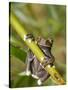 Tapichalaca Tree Frog, Tapichalaca Biological Reserve, Zamora-Chinchipe, Ecuador-Pete Oxford-Stretched Canvas