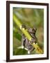 Tapichalaca Tree Frog, Tapichalaca Biological Reserve, Zamora-Chinchipe, Ecuador-Pete Oxford-Framed Premium Photographic Print