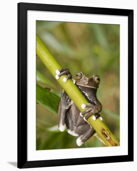 Tapichalaca Tree Frog, Tapichalaca Biological Reserve, Zamora-Chinchipe, Ecuador-Pete Oxford-Framed Premium Photographic Print