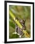 Tapichalaca Tree Frog, Tapichalaca Biological Reserve, Zamora-Chinchipe, Ecuador-Pete Oxford-Framed Premium Photographic Print