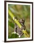 Tapichalaca Tree Frog, Tapichalaca Biological Reserve, Zamora-Chinchipe, Ecuador-Pete Oxford-Framed Premium Photographic Print