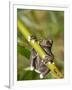 Tapichalaca Tree Frog, Tapichalaca Biological Reserve, Zamora-Chinchipe, Ecuador-Pete Oxford-Framed Premium Photographic Print