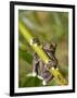 Tapichalaca Tree Frog, Tapichalaca Biological Reserve, Zamora-Chinchipe, Ecuador-Pete Oxford-Framed Premium Photographic Print