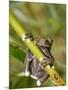 Tapichalaca Tree Frog, Tapichalaca Biological Reserve, Zamora-Chinchipe, Ecuador-Pete Oxford-Mounted Premium Photographic Print