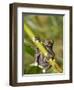 Tapichalaca Tree Frog, Tapichalaca Biological Reserve, Zamora-Chinchipe, Ecuador-Pete Oxford-Framed Photographic Print