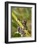 Tapichalaca Tree Frog, Tapichalaca Biological Reserve, Zamora-Chinchipe, Ecuador-Pete Oxford-Framed Photographic Print