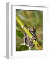 Tapichalaca Tree Frog, Tapichalaca Biological Reserve, Zamora-Chinchipe, Ecuador-Pete Oxford-Framed Photographic Print