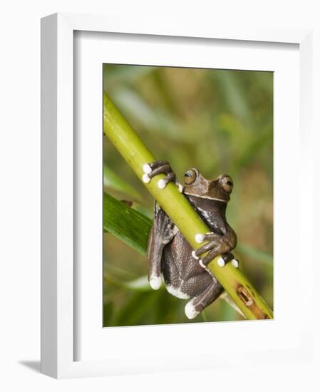 Tapichalaca Tree Frog, Tapichalaca Biological Reserve, Zamora-Chinchipe, Ecuador-Pete Oxford-Framed Photographic Print