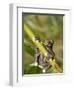 Tapichalaca Tree Frog, Tapichalaca Biological Reserve, Zamora-Chinchipe, Ecuador-Pete Oxford-Framed Photographic Print