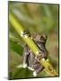 Tapichalaca Tree Frog, Tapichalaca Biological Reserve, Zamora-Chinchipe, Ecuador-Pete Oxford-Mounted Photographic Print