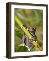 Tapichalaca Tree Frog, Tapichalaca Biological Reserve, Zamora-Chinchipe, Ecuador-Pete Oxford-Framed Photographic Print