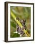 Tapichalaca Tree Frog, Tapichalaca Biological Reserve, Zamora-Chinchipe, Ecuador-Pete Oxford-Framed Photographic Print