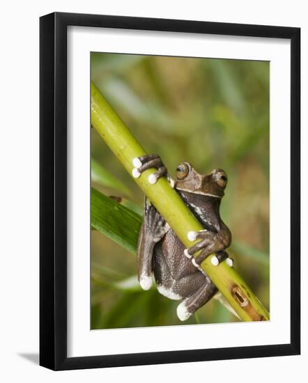 Tapichalaca Tree Frog, Tapichalaca Biological Reserve, Zamora-Chinchipe, Ecuador-Pete Oxford-Framed Photographic Print