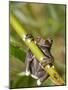 Tapichalaca Tree Frog, Tapichalaca Biological Reserve, Zamora-Chinchipe, Ecuador-Pete Oxford-Mounted Photographic Print