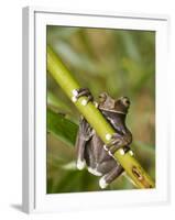 Tapichalaca Tree Frog, Tapichalaca Biological Reserve, Zamora-Chinchipe, Ecuador-Pete Oxford-Framed Photographic Print